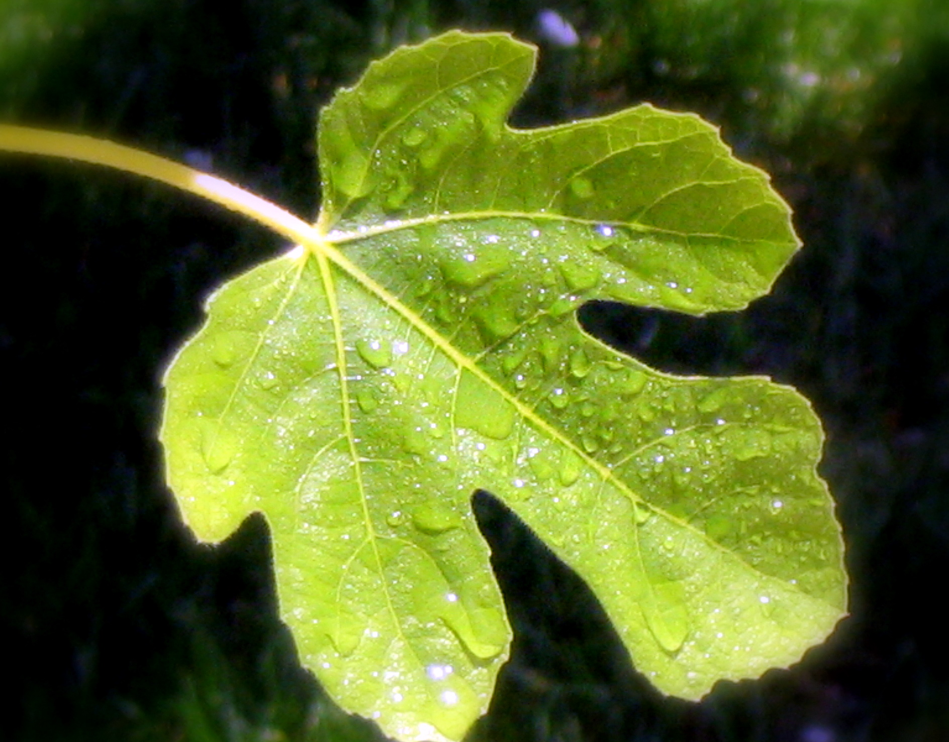 Fig_leaf